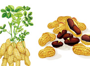 Peanut usage and efficacy